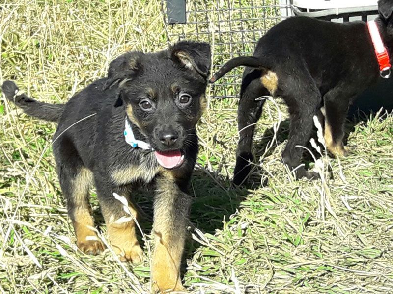 Zoonosis ya realizó más de 700 castraciones en lo que va de 2017