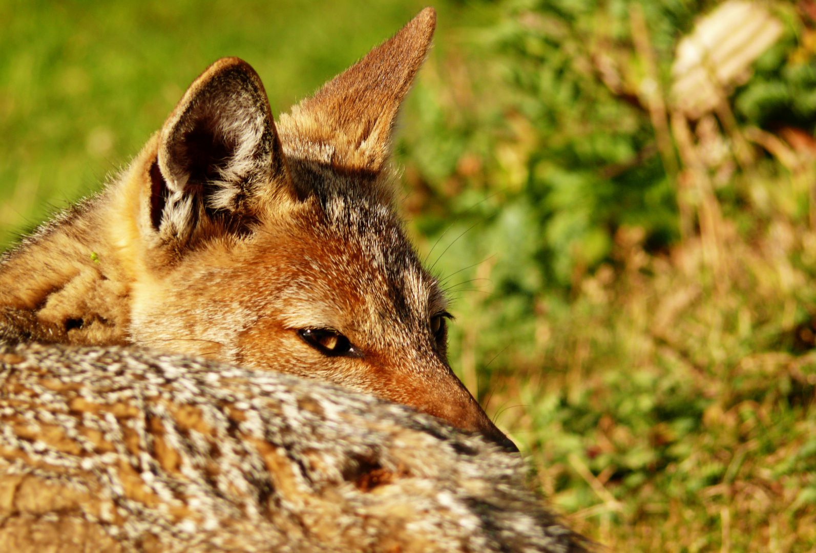 Las áreas naturales protegidas: beneficios para hoy y el futuro