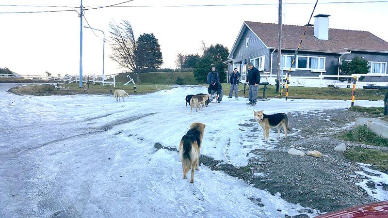  Dieron el alta a la mujer atacada por los perros