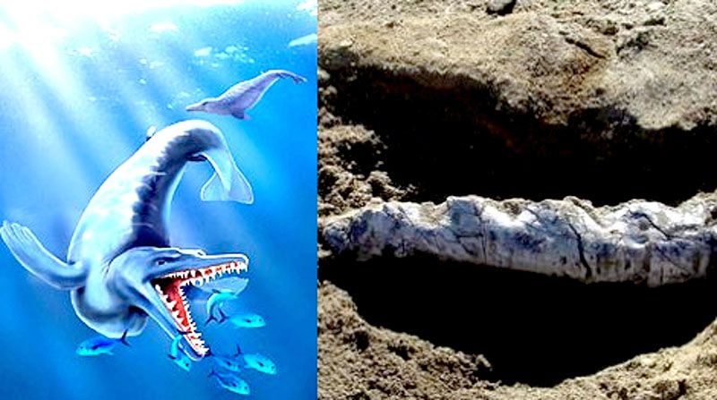 Hallan en Antártida el fósil de ballena más antiguo del mundo