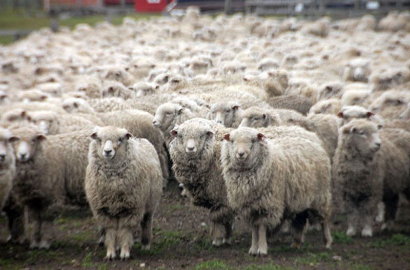 Establecimientos fueguinos estiman producir 700 toneladas de lana durante la temporada de esquila