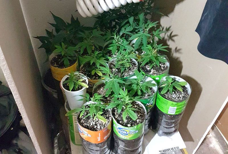 Fueron por elementos robados y se encontraron con una plantación de marihuana