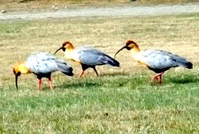 Bandurrias en el Afasyn