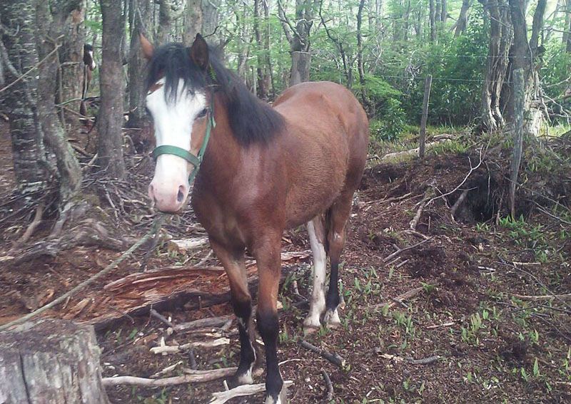 Capturaron caballos sueltos en el Parque Nacional 