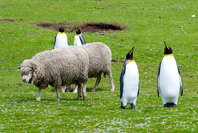 Introducen la primera majada de ovejas en las islas Malvinas