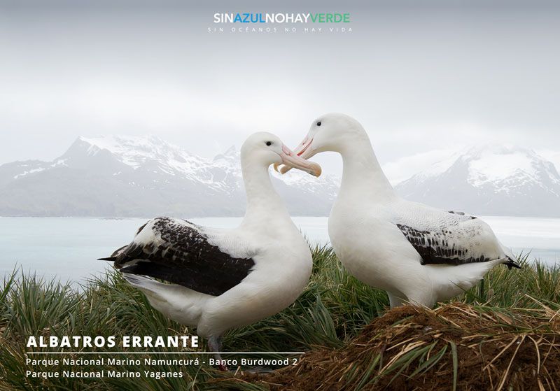Albatros: El gigante del aire