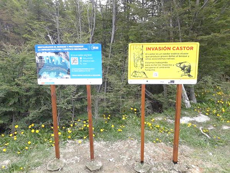  Trabajan en la reforestación del bosque afectado por los castores