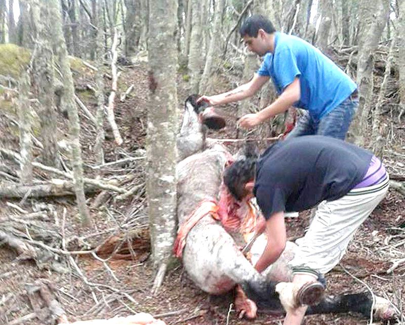 Abrieron una vía judicial para que una ONG represente al caballo Shrek