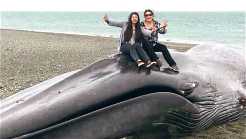 Turistas se suben a una ballena azul muerta para sacarse fotos 