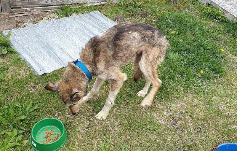 Incansable lucha para salvar la vida de 70 perros 