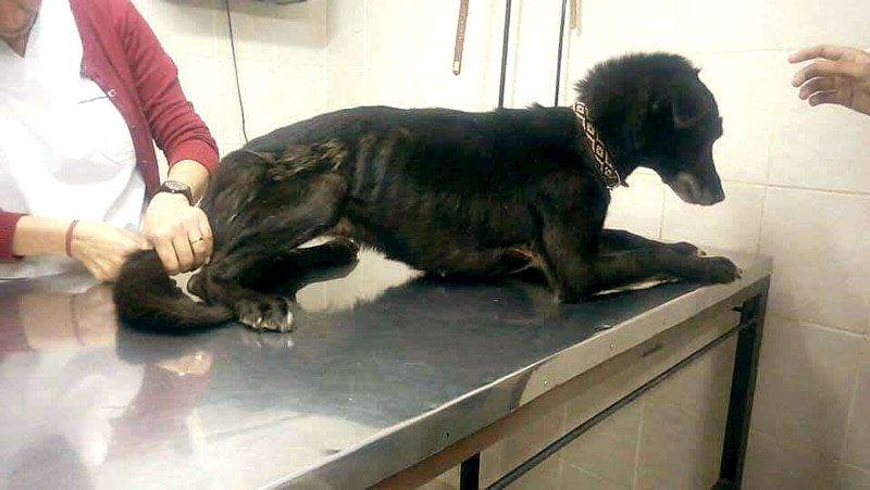 Proteccionistas de Ushuaia pidieron una reunión con los legisladores  