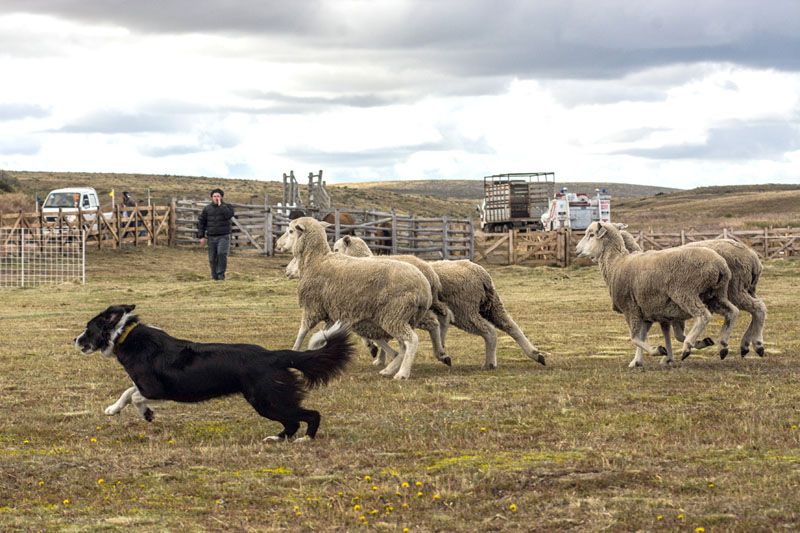 Se viene la 44ª edición de la Fiesta Provincial del Ovejero