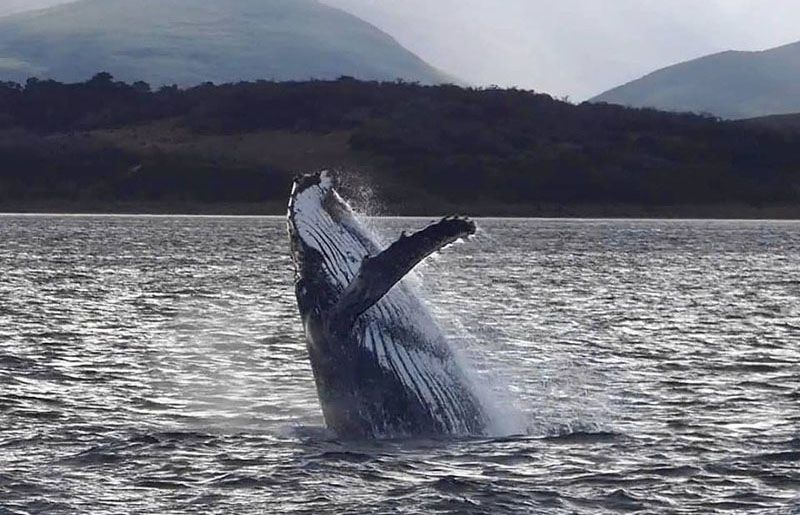 Avistaje de ballenas jorobadas en el Canal Beagle