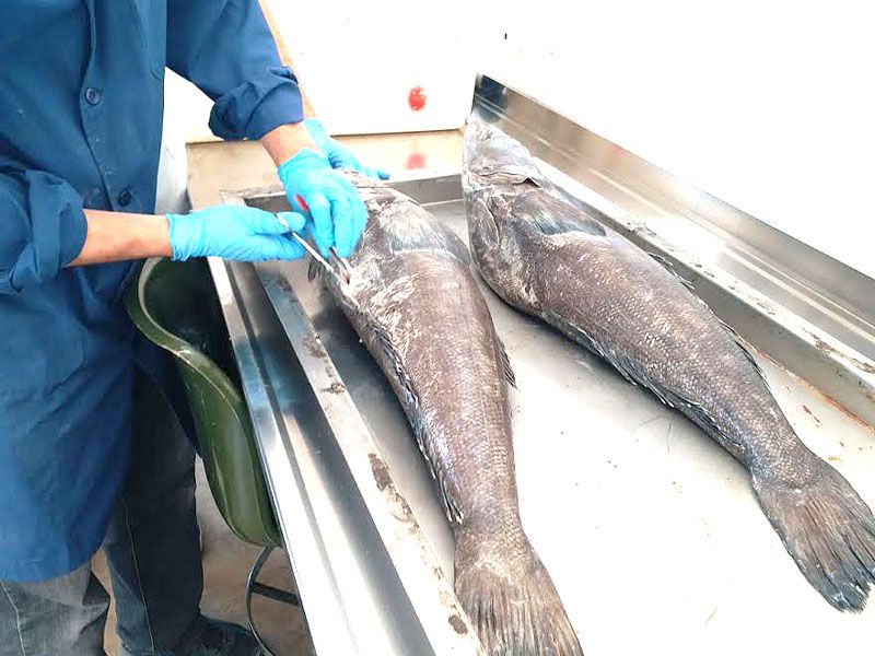 Estudio genómico de la población de Merluza Negra en el Mar Argentino