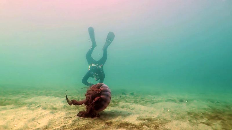 La UNTDF estrena la serie documental “Misterios Submarinos”