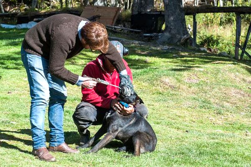 Zoonosis provincial deberá realizar controles semanales en Valle de Lobos