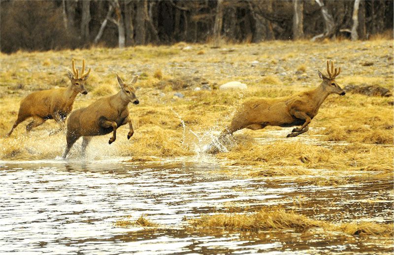 Resultado de imagen para causas de reduccion de la poblacion de el huemul