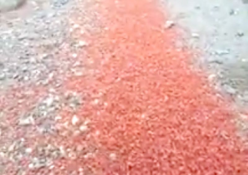 Miles de langostillas en la costa de Ushuaia