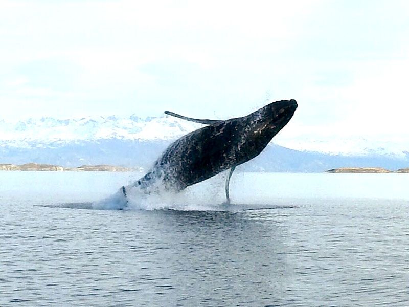 Espectacular avistaje de ballenas jorobadas 