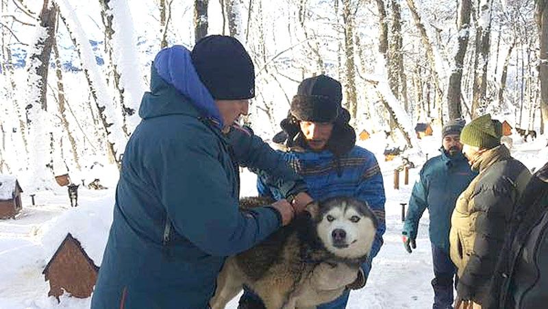 Zoonosis de Ushuaia colabora con el chipeo de perros en centros invernales