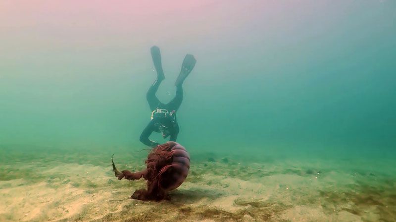 Importante nominación para Misterios Submarinos