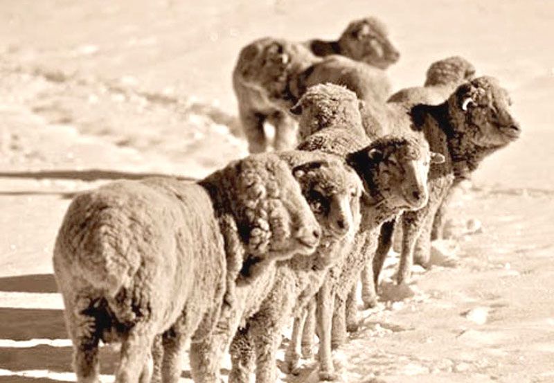 Un crudo invierno produce una mortandad de miles de ovinos
