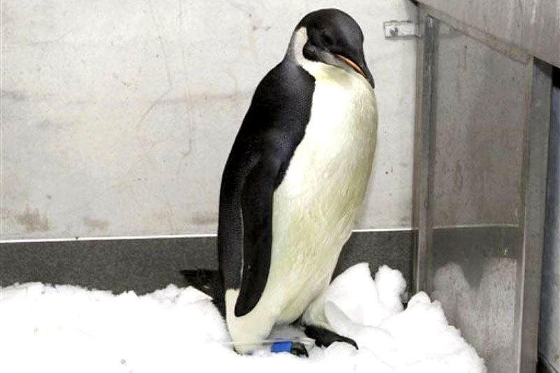 Liberan al pingüino emperador «Happy Feet» y se pierde