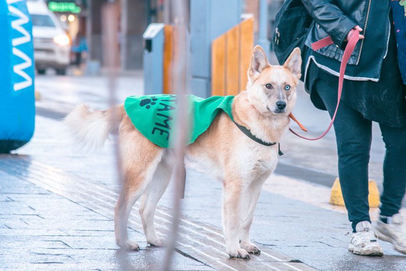 Zoonosis municipal impulsa la adopción de mascotas
