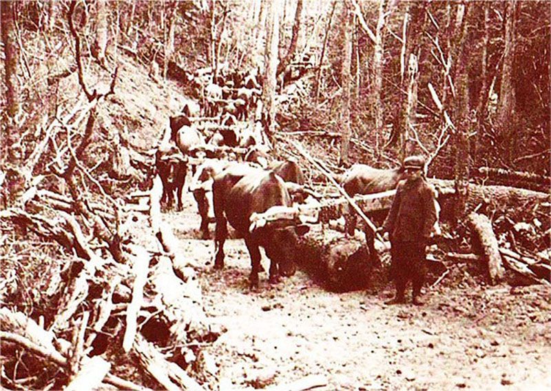 Confirman la existencia de un “paso de indios” en Yendegaia