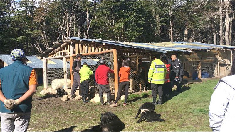 Elevaron a juicio la causa por maltrato de perros