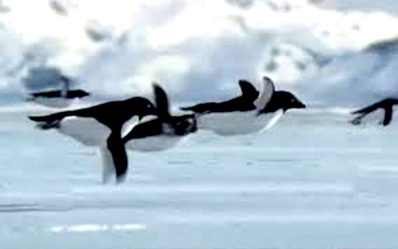 Una broma del Día de los Inocentes: los pingüinos voladores