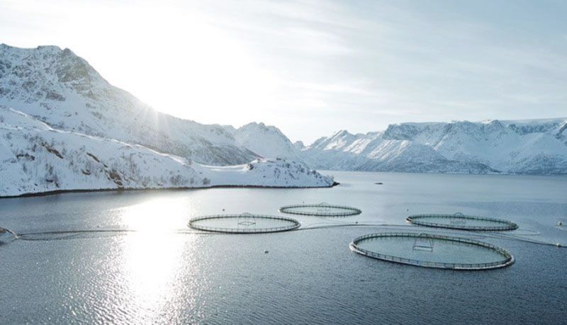 Concejales piden ley que prohíba la acuicultura de salmónidos