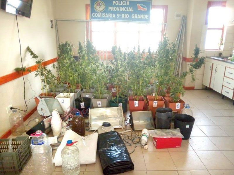 En una casa encontraron un invernadero con plantas de marihuana