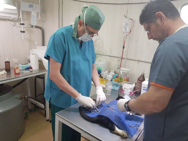 El Municipio de Río Grande realizará castración masiva de gatos