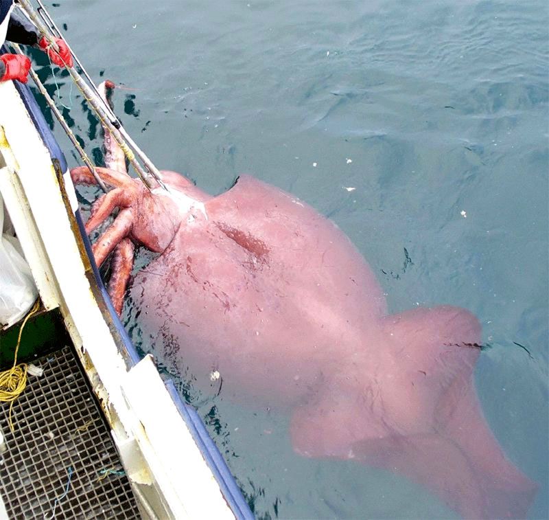 Capturan en el mar de Ross un calamar gigante  de 500 kilos 