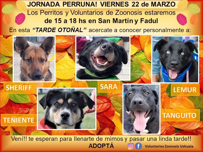 El Voluntariado de Zoonosis invita a una nueva jornada de adopción de mascotas