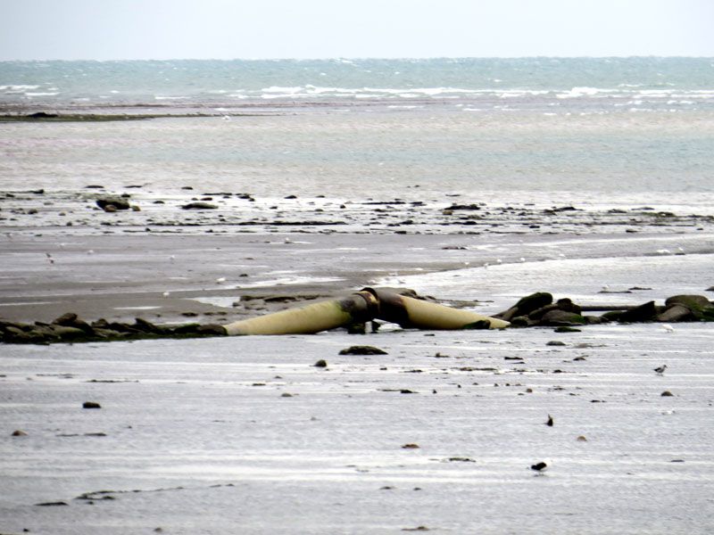 Ordenan al municipio de Río Grande que deje de contaminar el mar