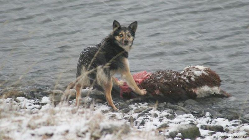 Perros asilvestrados: “Lo que vimos en el video pasa todos los días en el campo”, dijo Rubinos