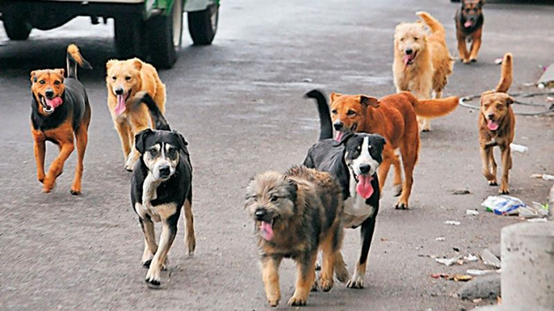 Hasta 90 mil pesos de multa por perros sueltos en la vía pública