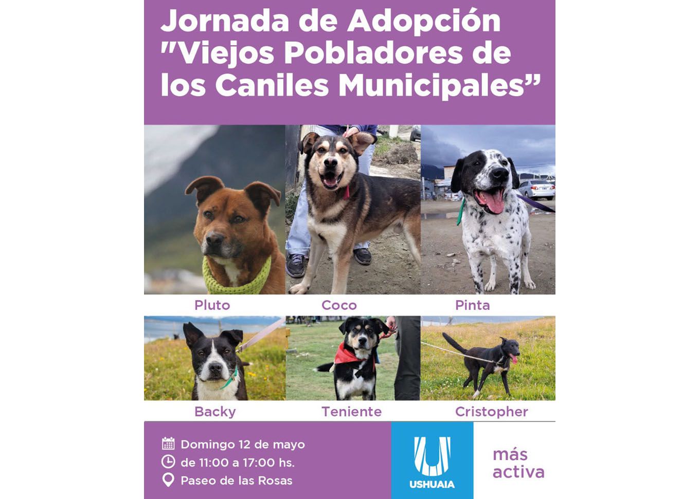 Zoonosis promueve la adopción de “viejos pobladores” de caniles municipales