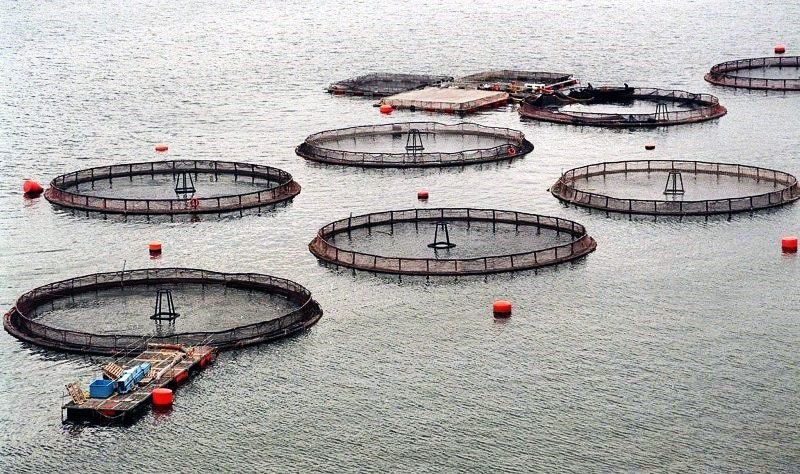 Chile autorizó las salmoneras en el Beagle y hay preocupación