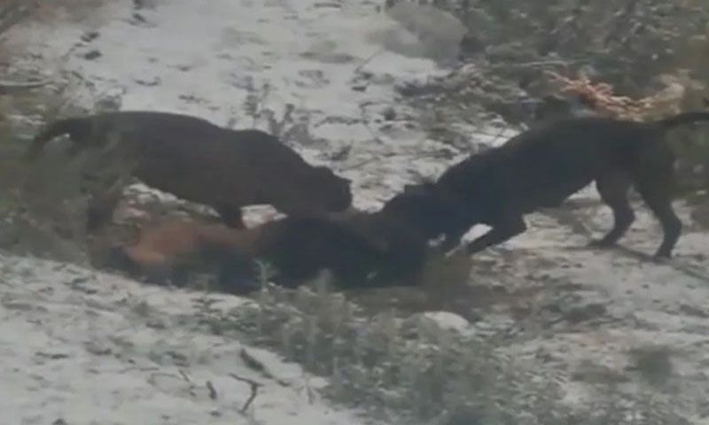 Pidió ser querellante una mujer cuyo perro fue matado por un grupo de pitbulls