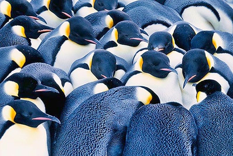 Los pingüinos resisten el frío agrupándose y haciendo “la ola” 