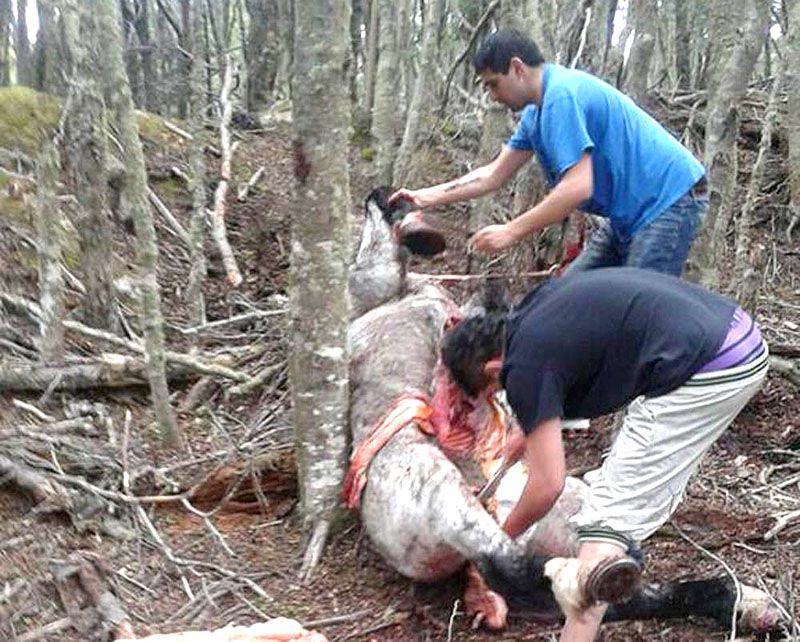 Comienza el juicio por la muerte del caballo “Shrek”