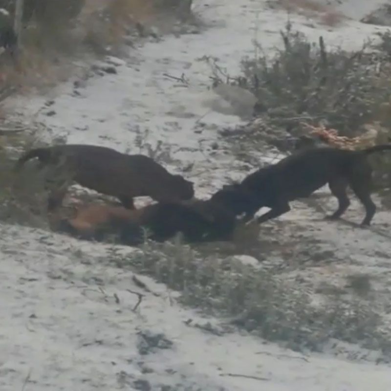 Admitieron como querellante al dueño de un perro que fue matado por un grupo de pitbulls