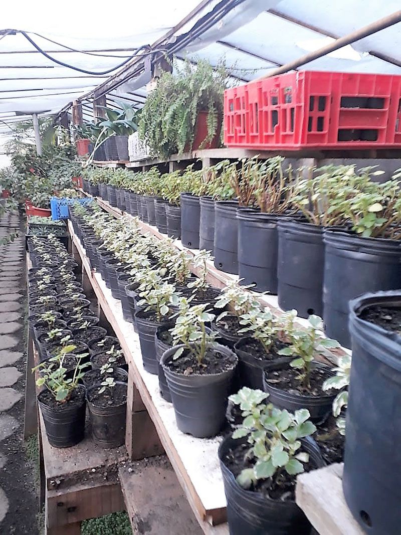 Intenso trabajo de Parques y Jardines durante la temporada invernal 