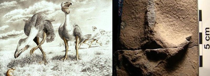 Hallan huellas de aves antárticas de hace 48 millones de años