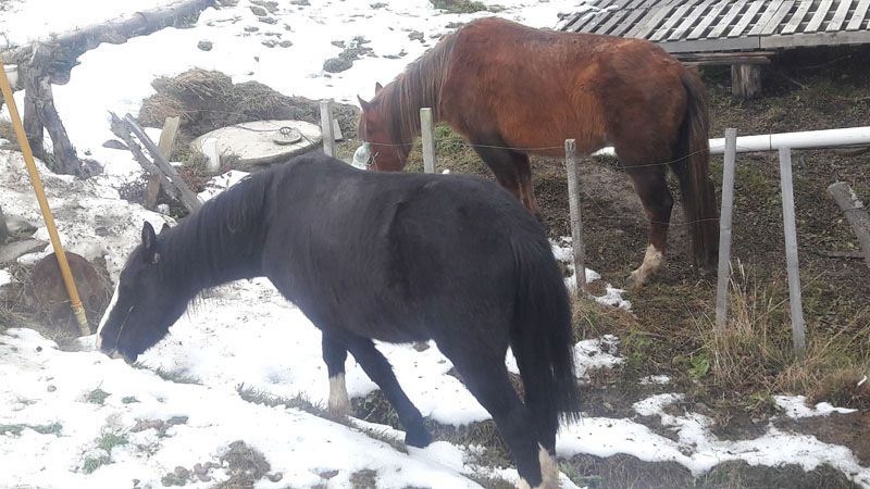 ¿Y si los dueños se hacen cargo?