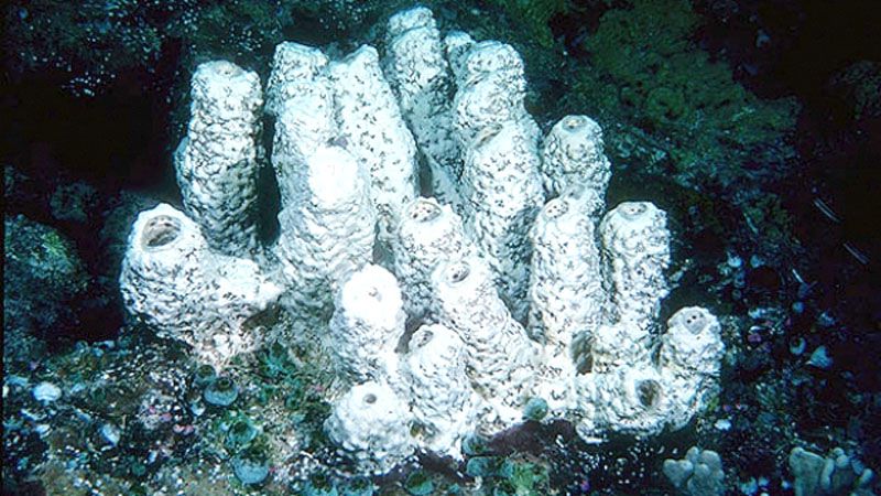 Esponjas vítreas invaden Antártida aprovechando el deshielo