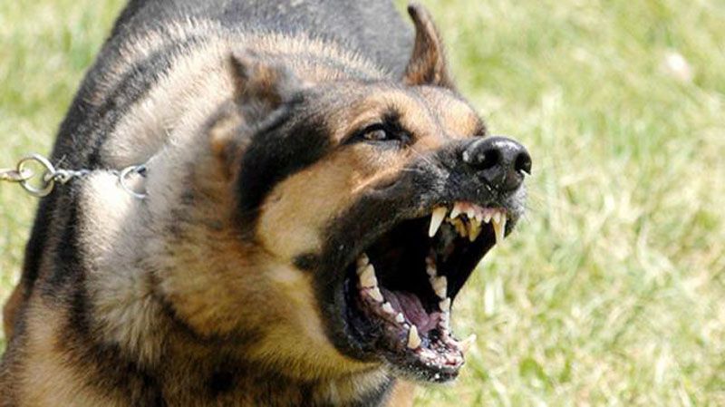 Dos perros atacaron a un hombre que caminaba con su mascota